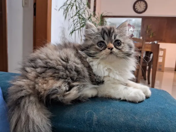 Gatinha persa linda e peluda