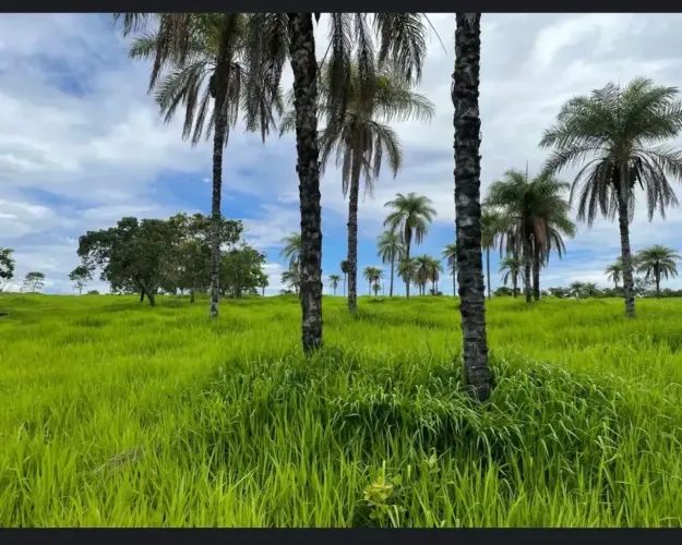* A&M IMOVEIS VENDE EXELENTE FAZENDA COM 60 HECTARES CULTURA TODA DOCUMENTADA