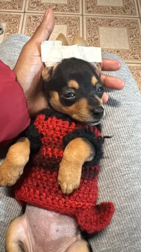 Pinscher mini