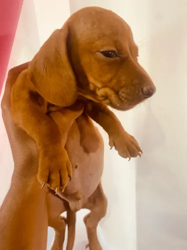 Cachorro 