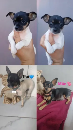 Pinscher fêmea disponível 