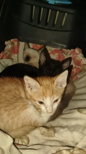 Doação de gatinhos macho 