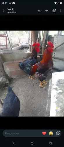 Galinha balão sertaneja galo pesa 8 kl