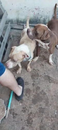 Estou doando casal de pitbull