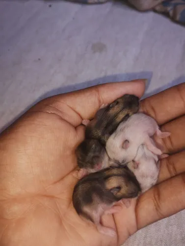 Filhotinhos de hamsters