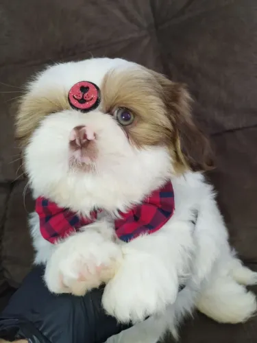 Filhotes de Shih Tzu macho 