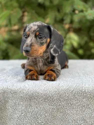 Dachshund perfeito trazendo alegria para casa