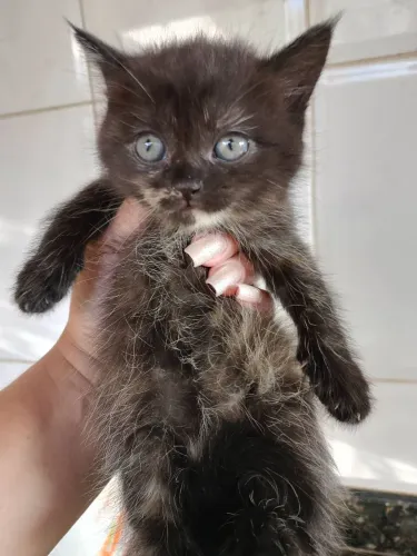 Doa-se filhote de gata mestiça mãe persa