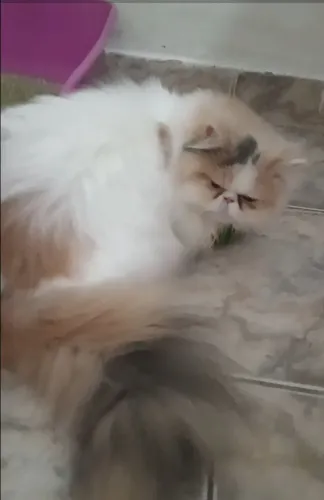 Gata persa fêmea