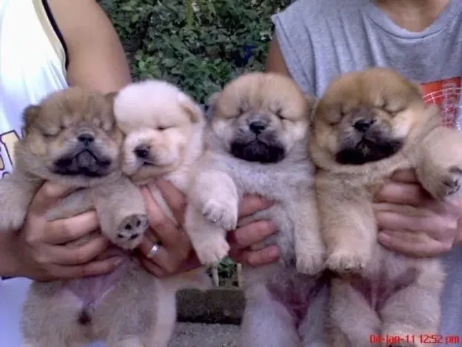 Filhotes De Chow Chow - O Abraço Mais Fofinho Do Mundo Está Esperando Por Você!