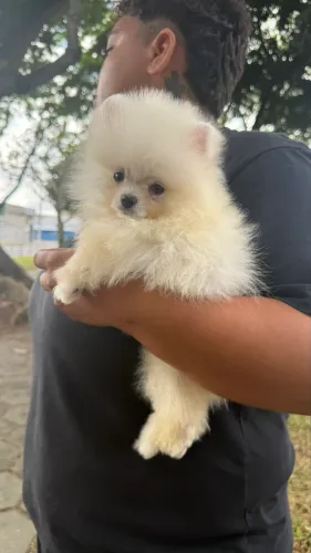 Lulu da pomerania disponível