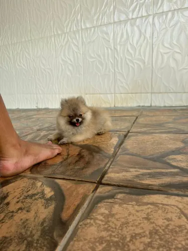 Spitz Alemão Anão 