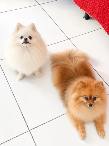 Filhote spitz alemão anão 