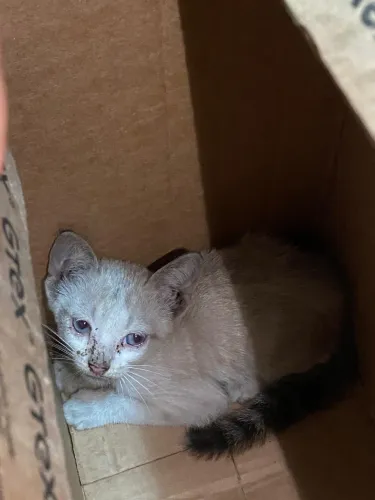 Gato para doação