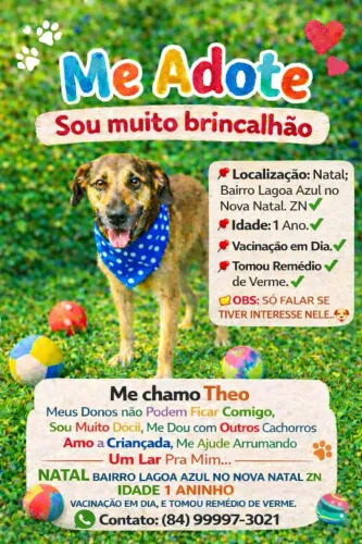 Cãozinho pra Doação..