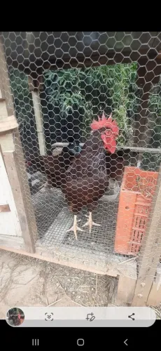 Galo rhode island red