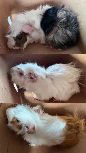 MACHOS - Porquinho da Índia