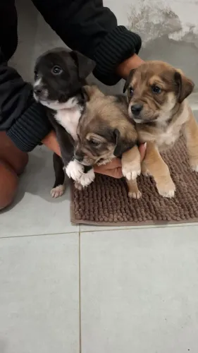 Adoção 