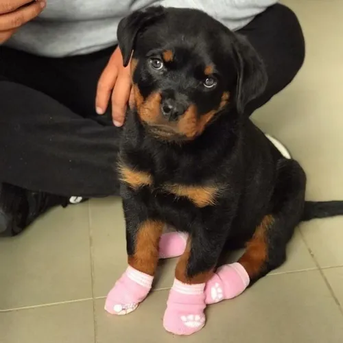 Rottweiler - Um Filhote Esperando A Pessoa Certa