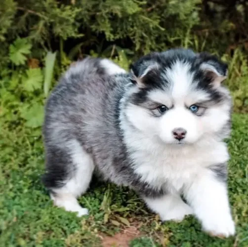 Filhotes de Husky Siberiano | Dias cinzas não resistem a um focinho.