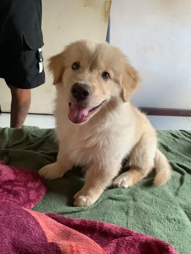 Vende-se cachorro.