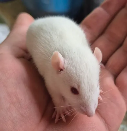 Ratos e camundongos