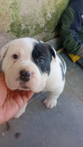 Sharpei macho