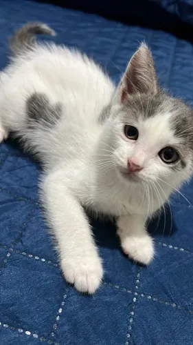 Gatinho pra doação