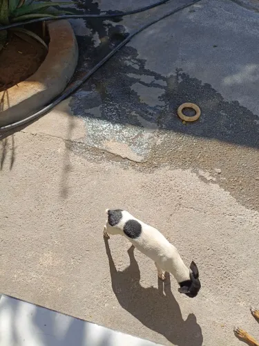 Vendo uma pinscher fêmea tricolor 