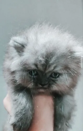Filhote gato PERSA