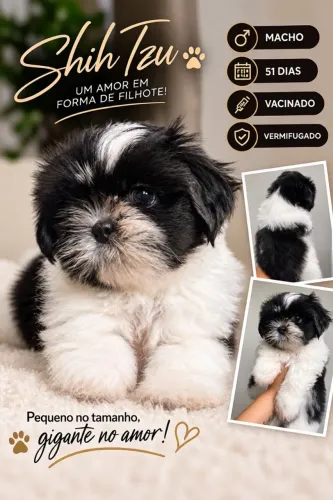 Shih Tzu
