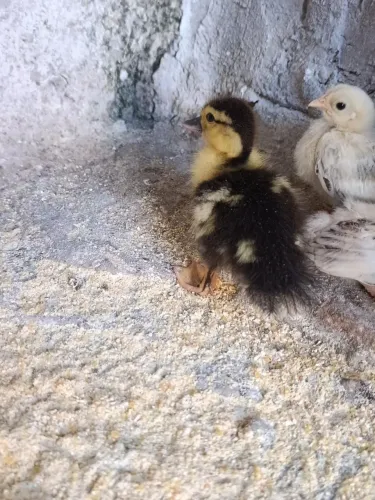 Pato filhote