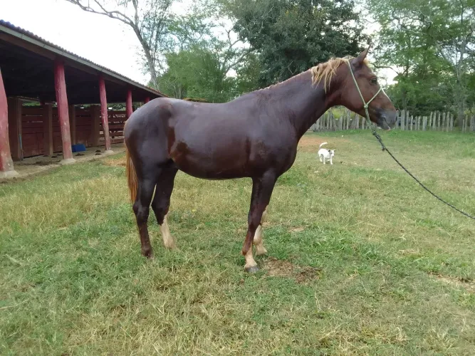 Cavalo