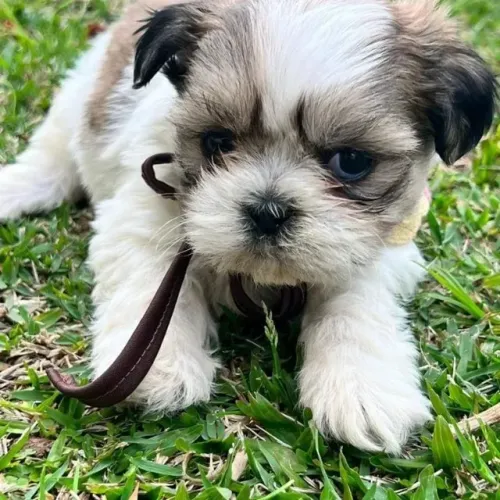 shih tzu lindos filhotes varias cores