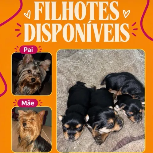 Cachorro
