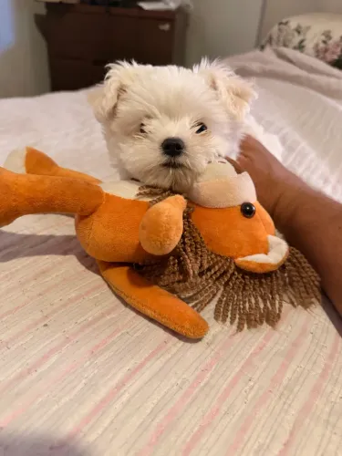 Maltês macho