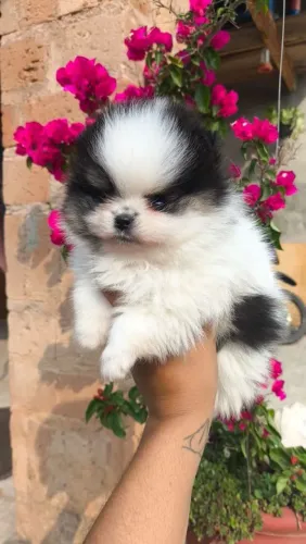 SpitZ alemão O filhotinho que vai esquentar seu lar