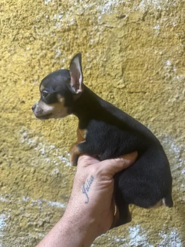 Filhote de Pinscher macho 0