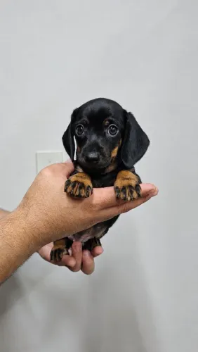 Filhote de Dachshund
