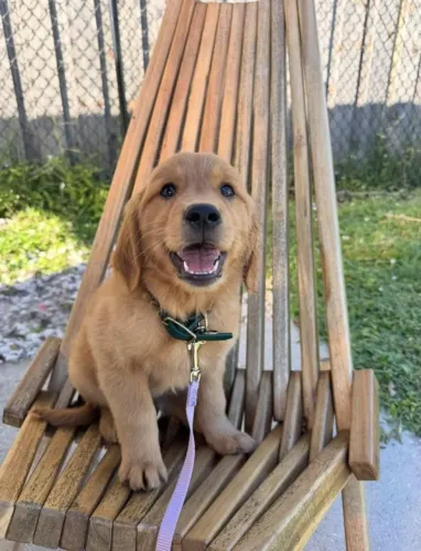 Filhotes de Golden Retriever | Carisma que conquista no primeiro olhar!