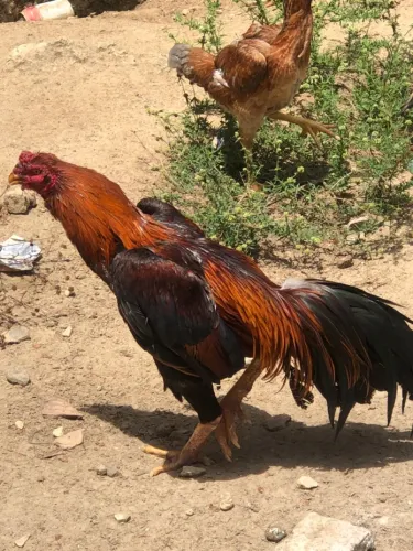 Galo de Raça (Pai de todos)