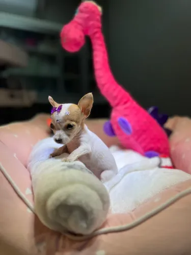 Pinscher 0 miniatura (MICRO)