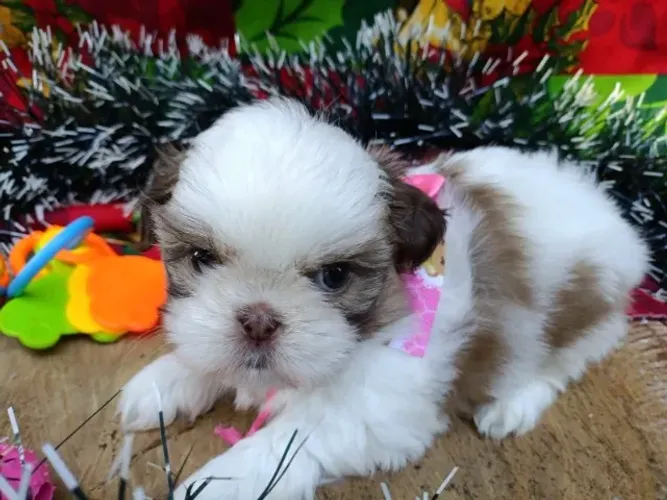Lhasa Apso,Lhasa Apso Filhote de Alta Qualidade com Pelagem Encantadora