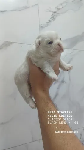Shitzu disponível para reserva