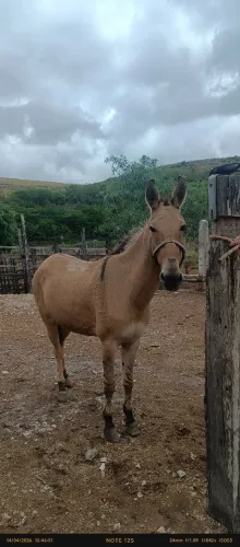 Troco burro manso em gado