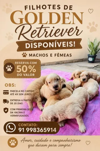 Filhotes de Golden reserva