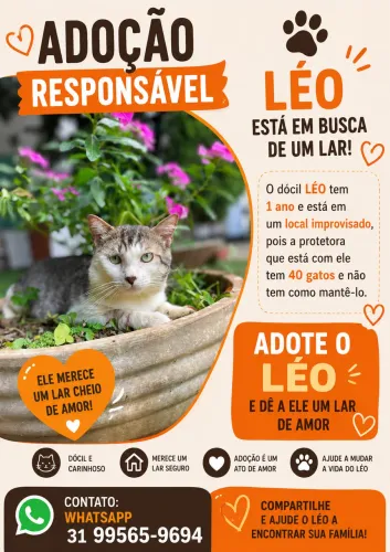 Gato adoção responsável 7 LAGOAS MG
