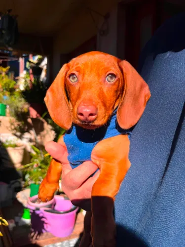 Filhote de dachshund (linguicinha)