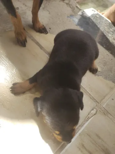 Cachorro pincher macho