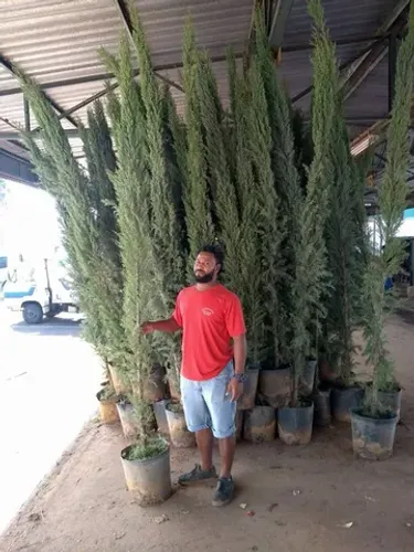 mudas do pinheiro italiano piramidalis 3 metros
